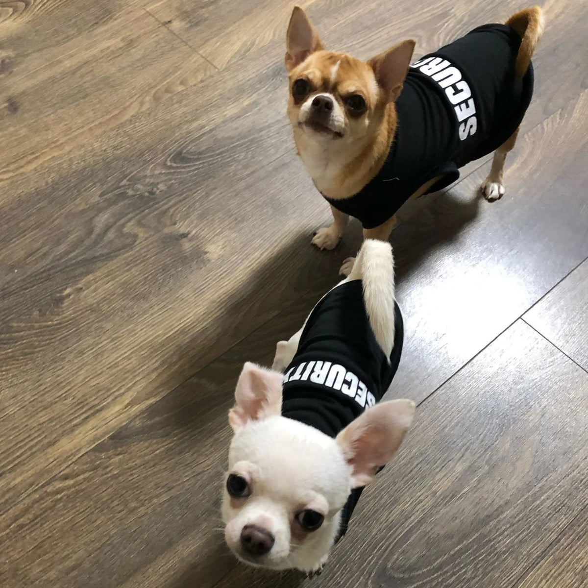 Lightweight Security Vest for Small Dogs